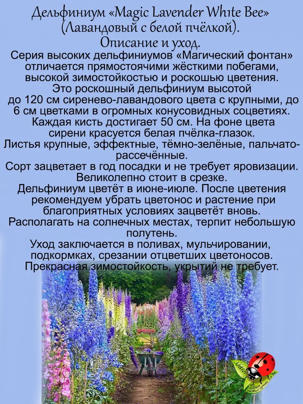 Дельфиниум Лавандовый с белой пчелкой Lavender White Bee