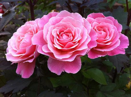 Тиклд Пинк (Tikled Pink)