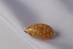 Ципрея клеопатра (Cribrarula cumingii cleopatra), 2,2см, 1шт