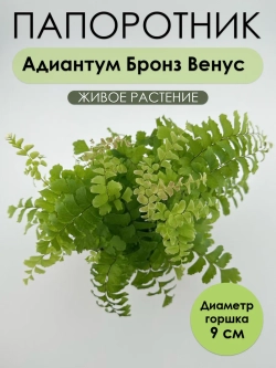 Адиантум Бронз Венус D9. Папоротник живой комнатный