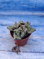 Faucaria Tuberculosa (Фаукария)