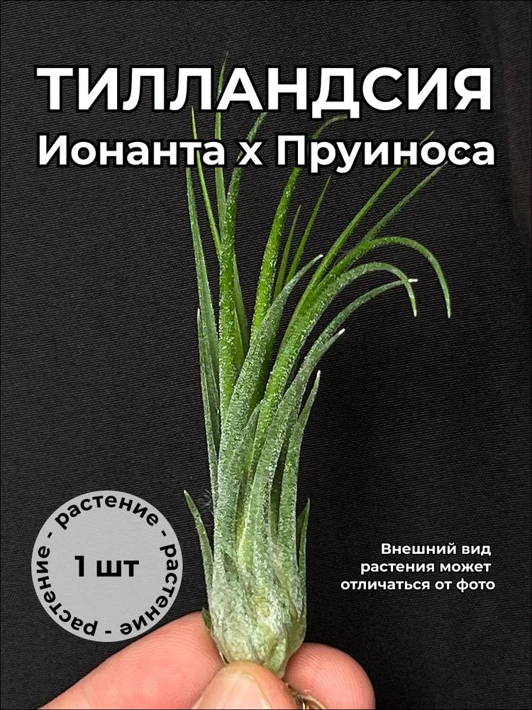 Тилландсия Ионанта х Пруиноса (Tillandisa ionantha x pruinosa)