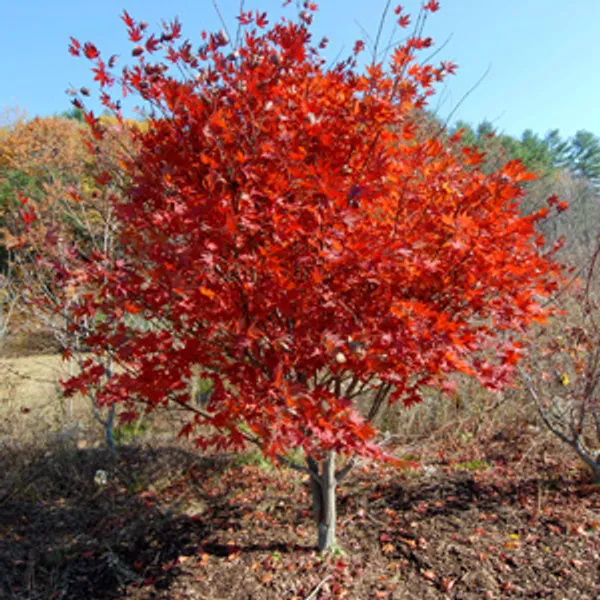 Красный Японский Клен (Acer Palmatum) семена 2 шт