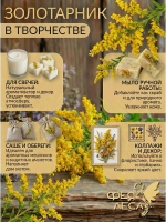 Золотарник (Золотая розга) для свечей
