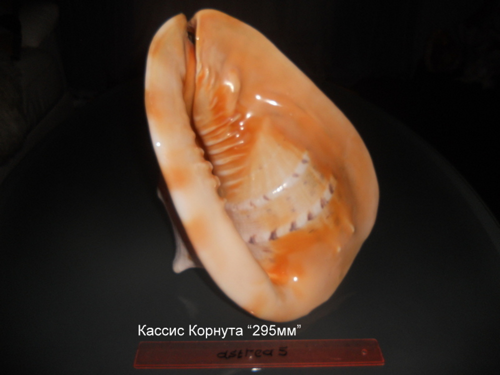 Кассис Корнута 170-295 мм