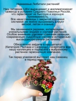 Колеус Швейцарское солнце ампельный Свисс саншайн