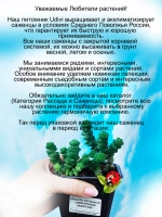Красула Хоттентот Нефритовое ожерелье суккулент