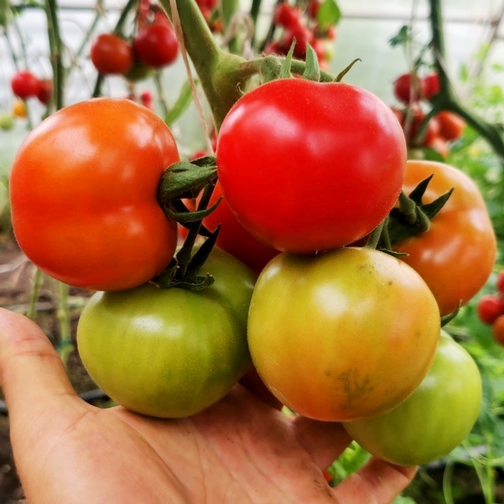 Помидоры Дикий Ангел - Muñeca Brava Tomato