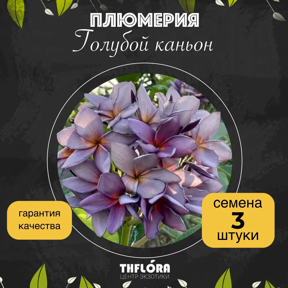 Плюмерия "Голубой каньон" семена 3 штуки - редкий сорт