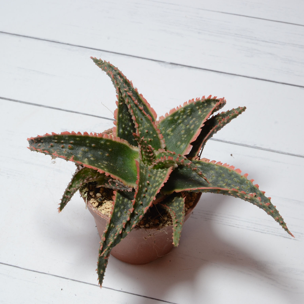 Aloe Dannyz (Алоэ)