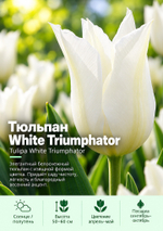Тюльпан White Triumphator