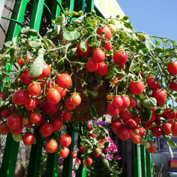 Помидоры для подвесных корзин, ампельные — Garden Pearl