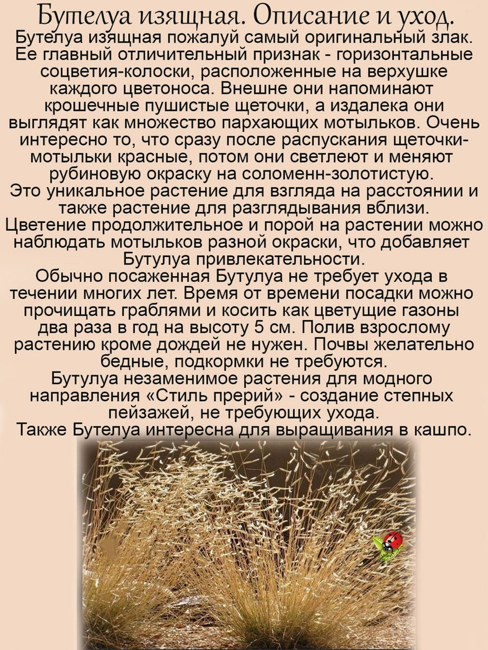Злак Бутелуа изящная пархающие мотыльки