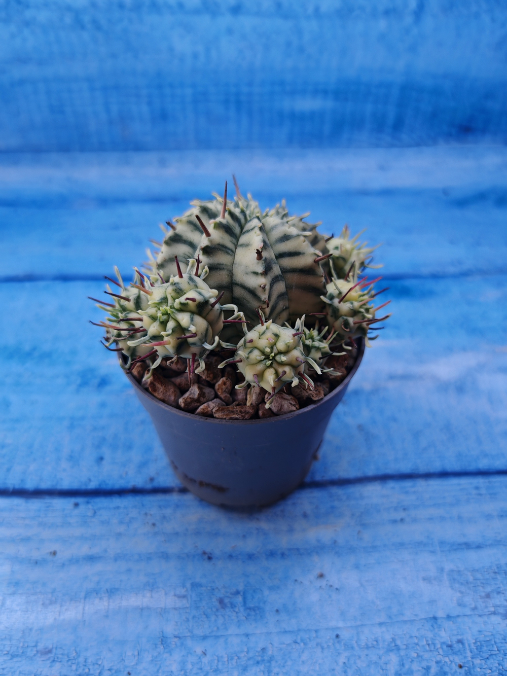 Euphorbia meloformis f. Variegated (Эуфорбия вариегатная)