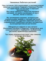 Пилея моховидная