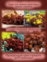 Седум Горький Шоколад очиток многолетний