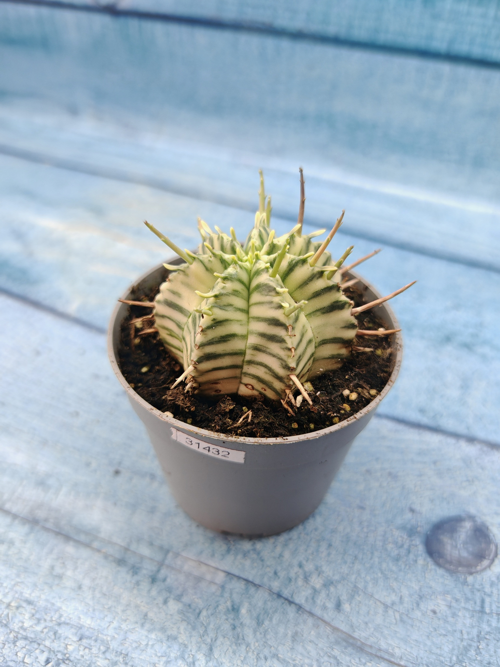 Euphorbia meloformis f. Variegated (Эуфорбия вариегатная)