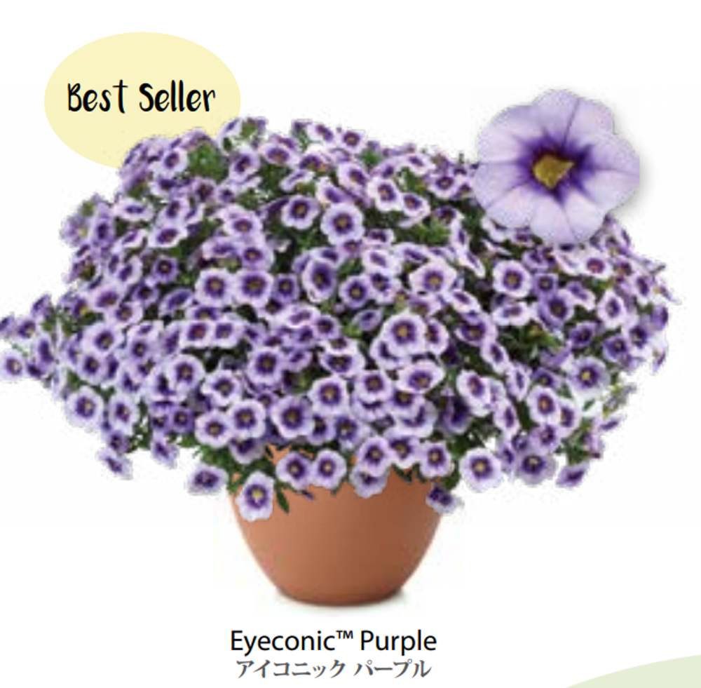ЕВРО Калибрахоа EYECONIC Purple укоренный черенок февраль поставка 16