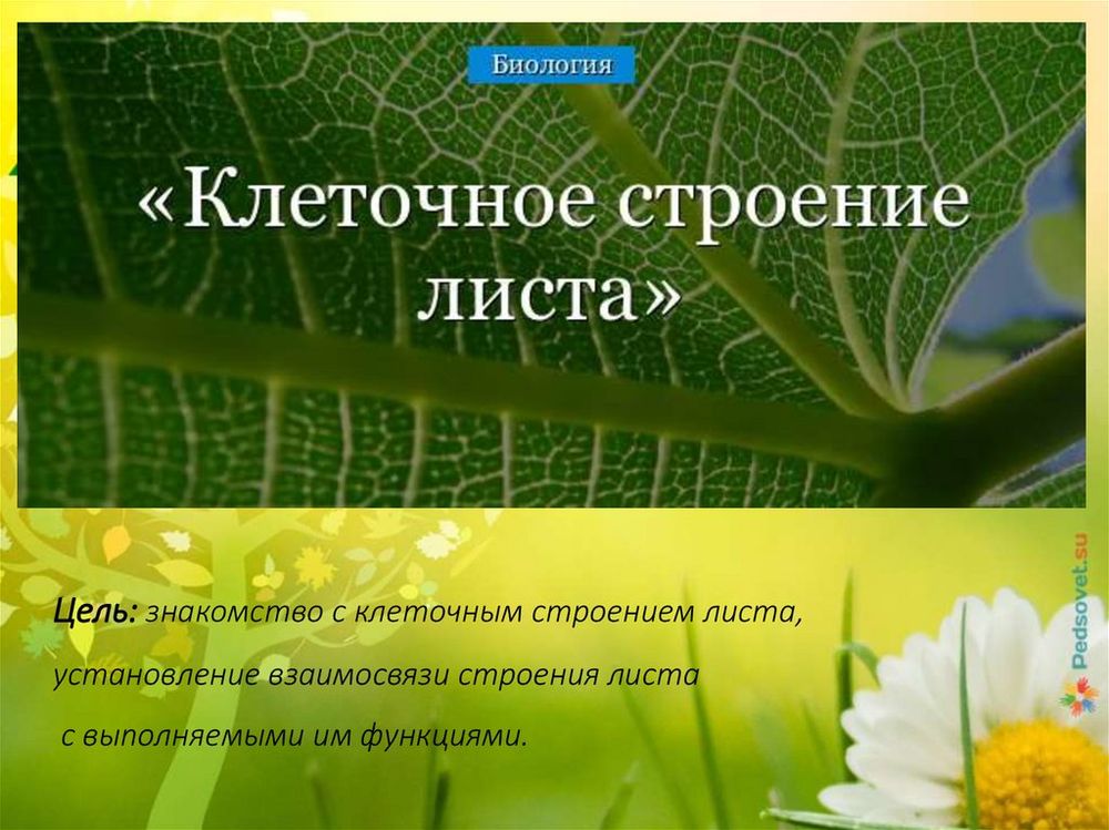 Модель строения листа — купить по ФГОС | Учебный стандарт