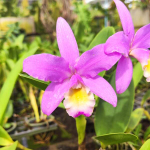 Орхидея CATTLEYA BROWNIAE HYBRID (Н70)