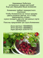 Княженика Анна арктическая малина княжья ягода