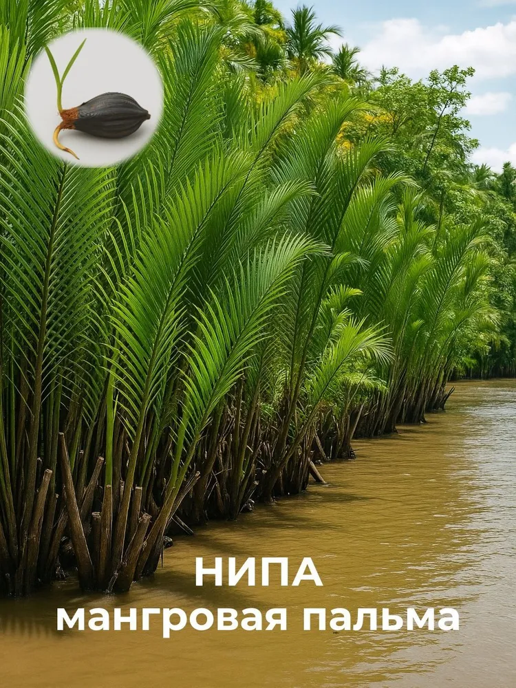 Нипа (Nypa fruticans) мангровая пальма, пророщенное семя — живое растение