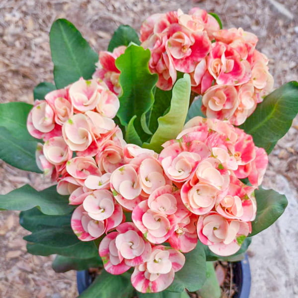 Эуфорбия Миля HYDRANGEA (32)