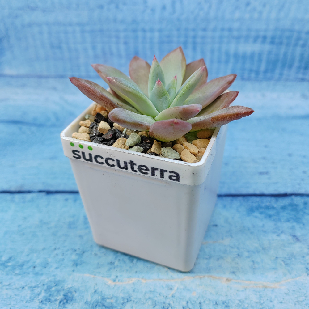 Echeveria Colorata Brandtii (Эхеверия)