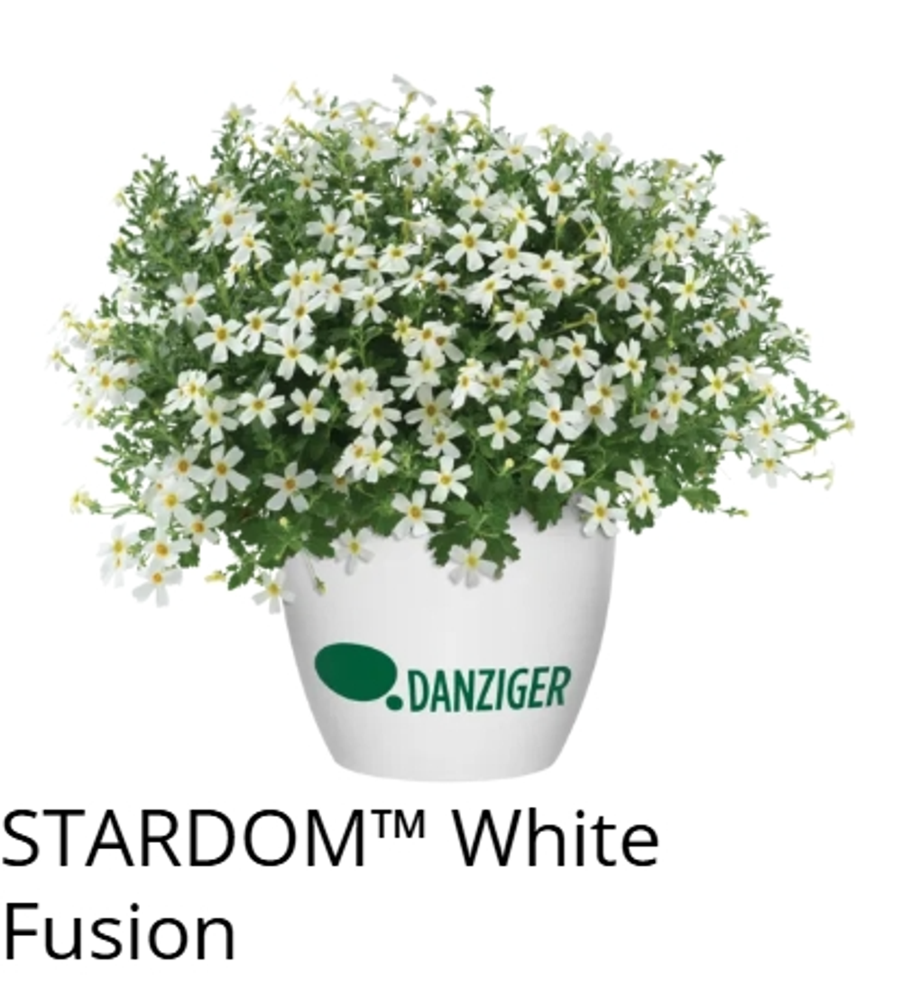 ЕВРО Джеймсбриттения Stardom White Fusion укорененный ЕВРО черенок февраль поставка 11