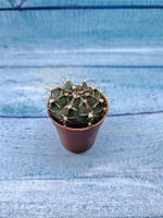 Gymnocalycium Friedrichii (Гимнокалициум)