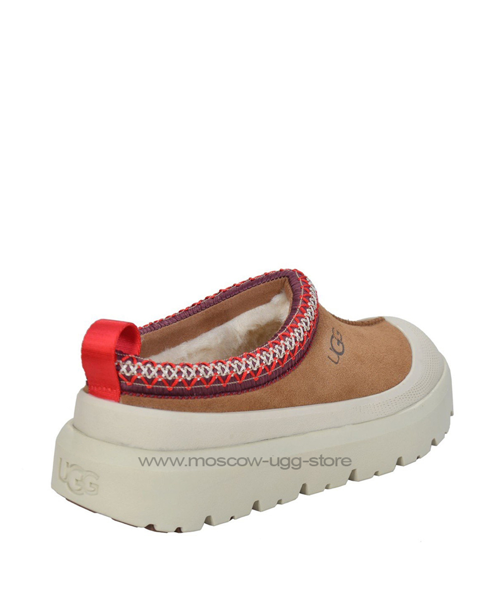 TAZZ HYBRID - chestnut white