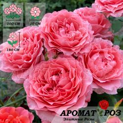 Корал Гели (Corail Gelee)