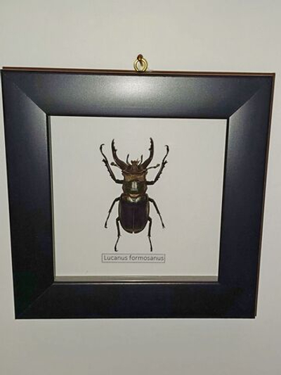 Рогач Lucanus formosanus в рамке