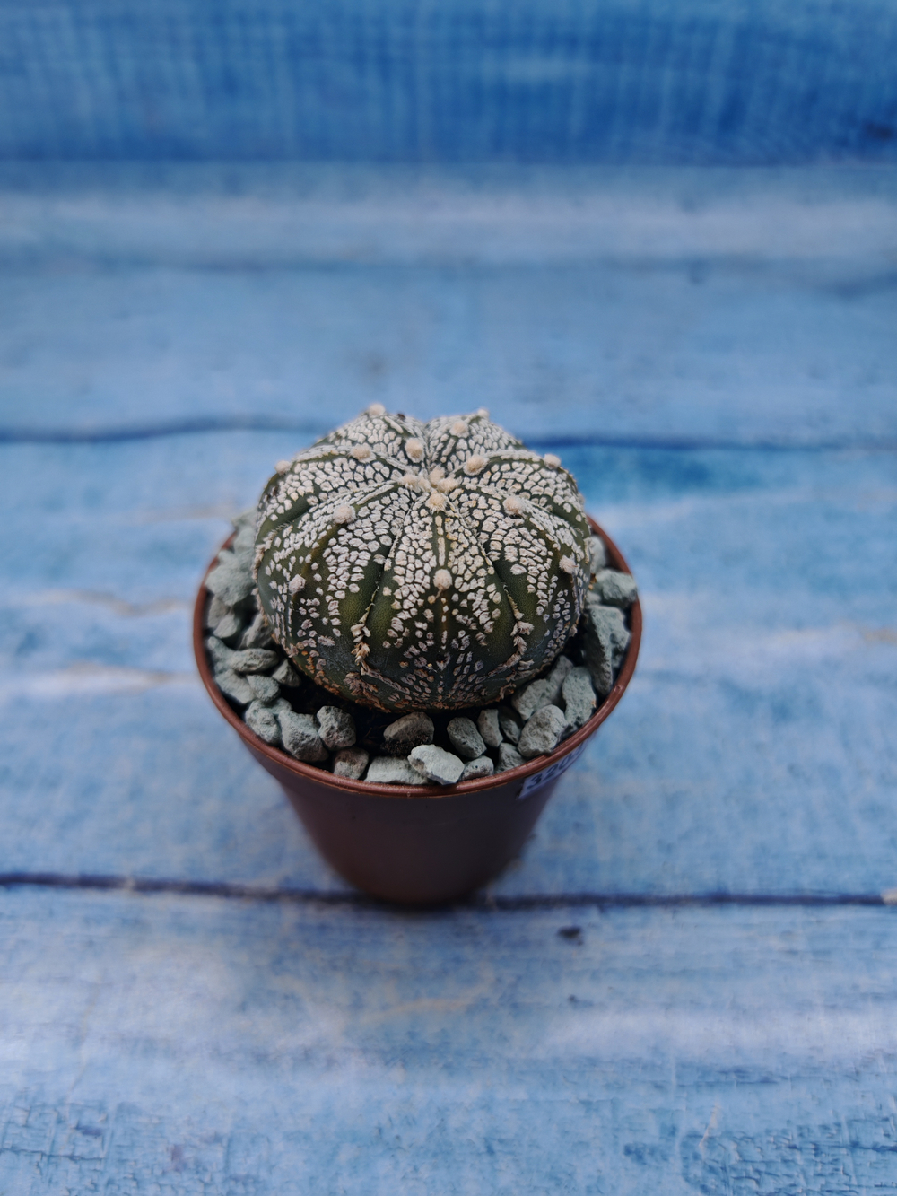 Astrophytum Asterias "Super Kabuto" (Астрофитум)