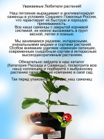 Смородина черная Ленинградская Сладкая Велой