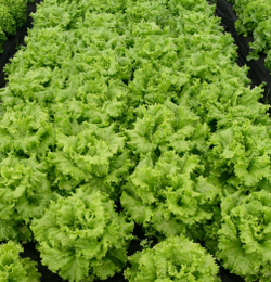 Салат Афицион 0,1г Мировые Семена VITA GREEN