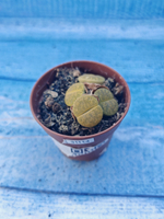 Lithops sp. (Литопсы)