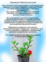 Гортензия XS-лайт метельчатая