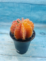 Gymnocalycium Variegata (Гимнокалициум Вариегатный)