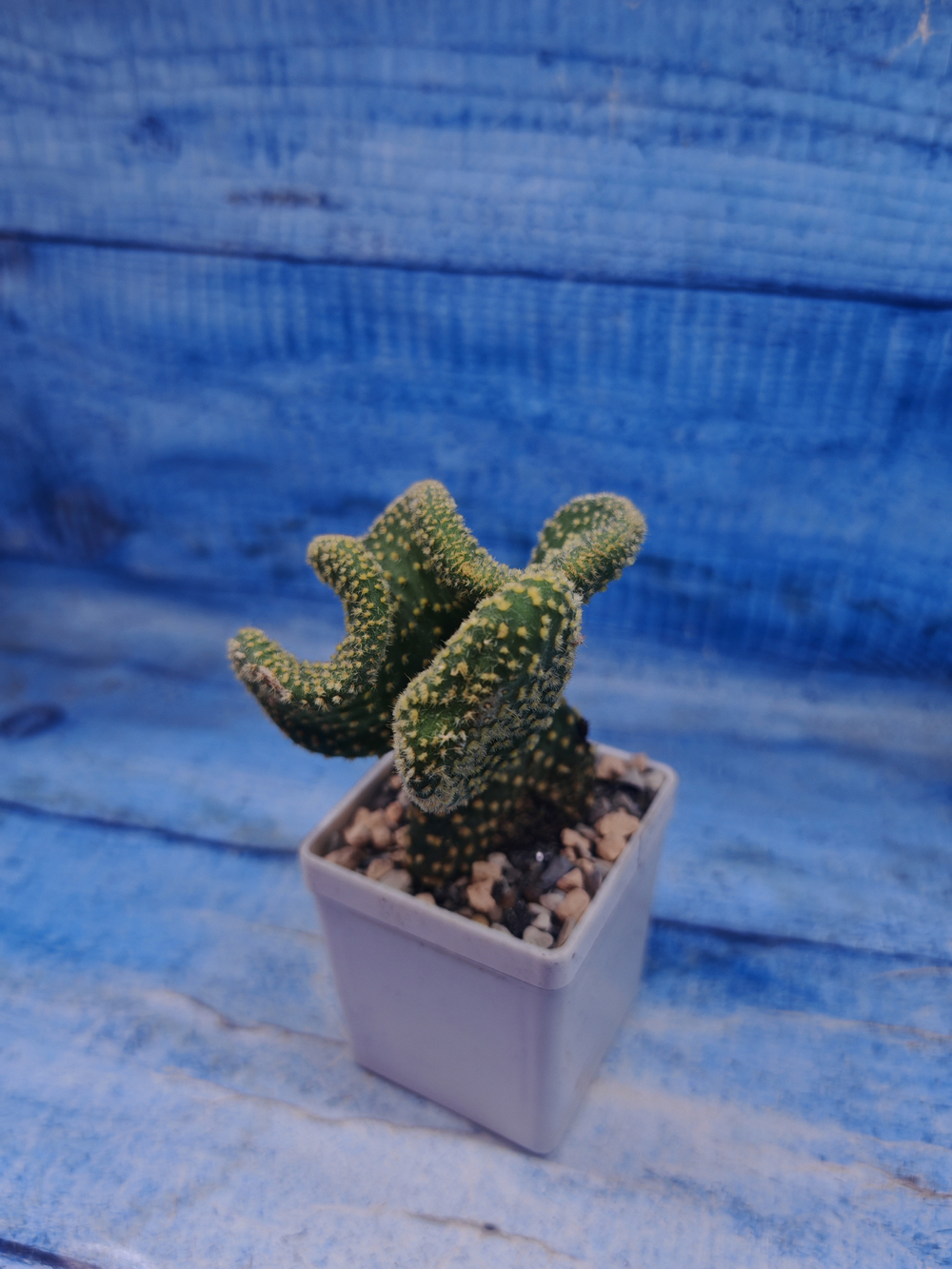 Opuntia Microdasys cristata (Опунция)