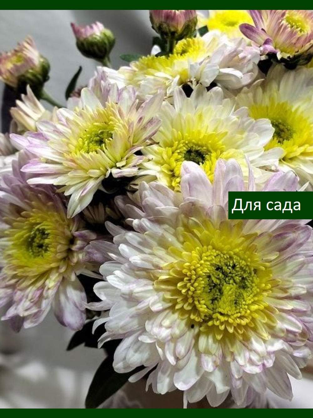 Зимостойкая хризантема "Ирэн" //поставка |май 2027|саженец|