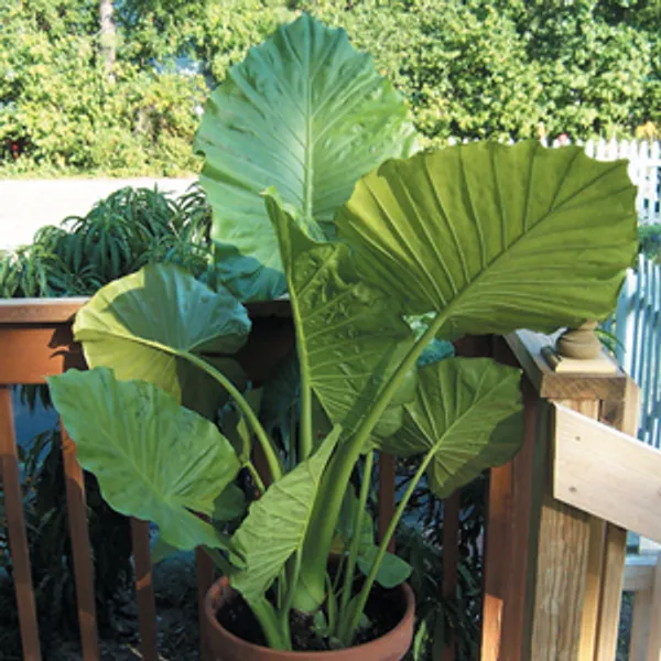 Колоказия съедобная (Colocasia Esculenta)