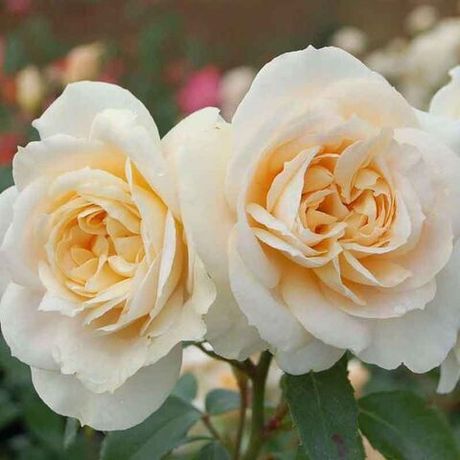 Лионс Розе (Lions Rose)