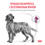 Royal Canin Renal Canine Ренал Канин Корм сухой диета для взрослых собак поддержание функции почек 2кг