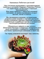 Молодило Овен Ариес многолепестковое
