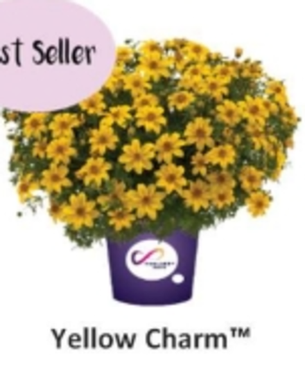 ЕВРО Биденс Yellow Charm укорененный ЕВРО черенок НАЧАЛО ЯНВАРЯ поставка 5