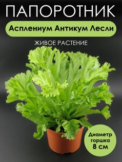Асплениум Антикум Лесли. Растение живое комнатное