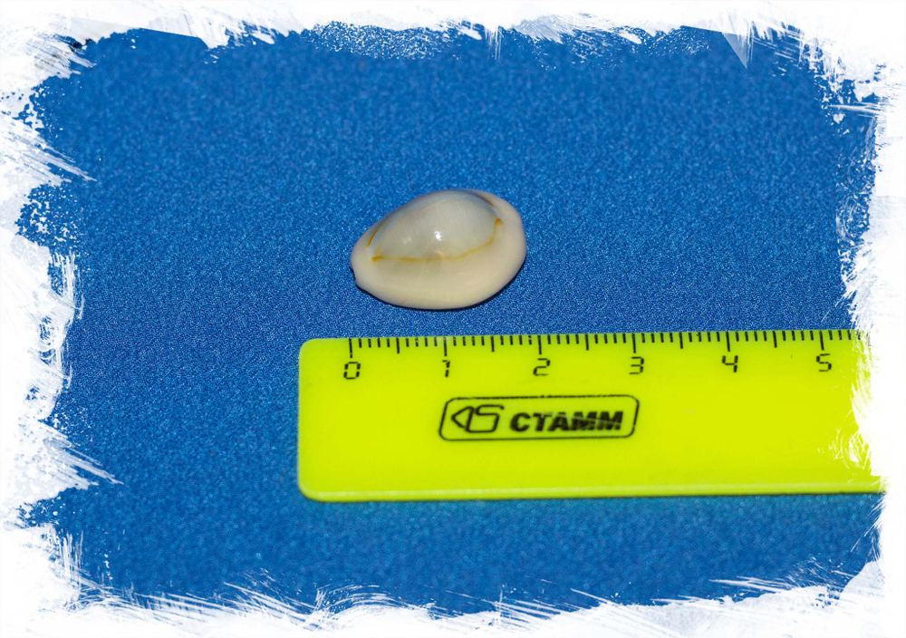 Monetaria annulus annulus camelorum (var.) размер