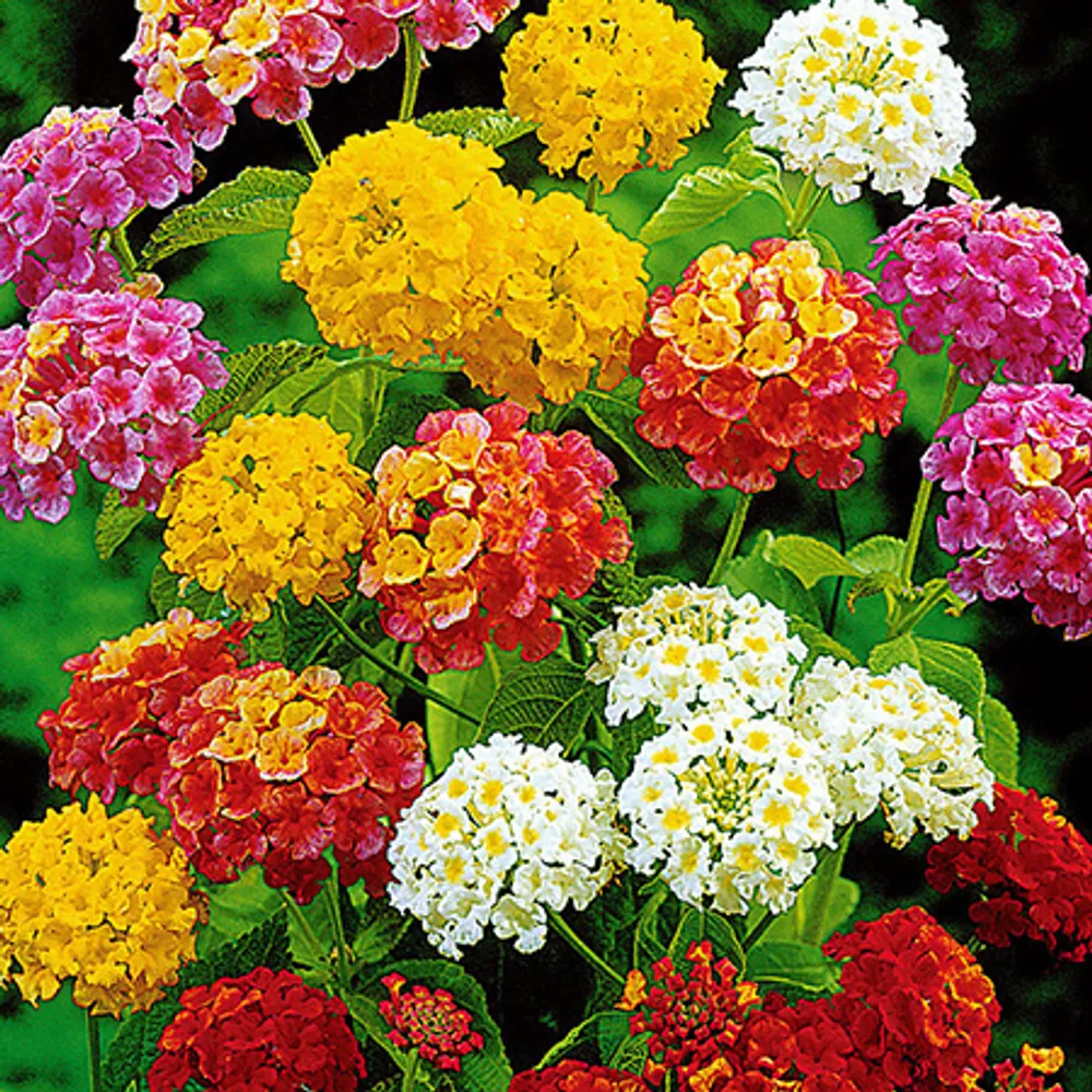 Лантана сводчатая (Lantana Camara) микс семена 5 шт.