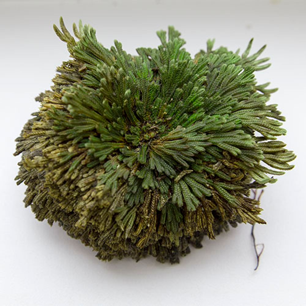Иерихонская роза (selaginella lepidophylla) 7+ см